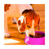 round Shaped food bowl Pet Plastic food bowl (Random Color) 8 inch