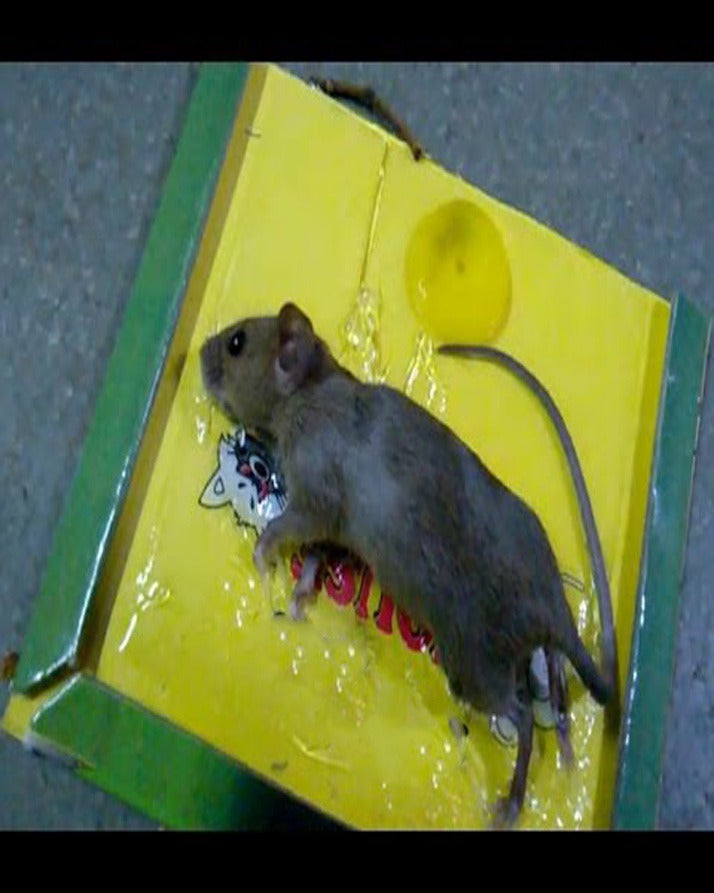Reusable Expert Mouse & Rat Glue Trap – Heavy Duty, Strong Adhesive, Pre-Baited, Non-Toxic, Odorless, Child-Safe Pest Control For Rodents, Insects, And Bugs
